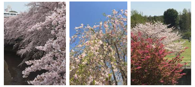 桜―葉桜―朝堀たけのこ（筍）