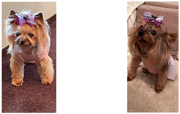 院長のひとこと:令和7年10月:夏の終わりと短い秋の音